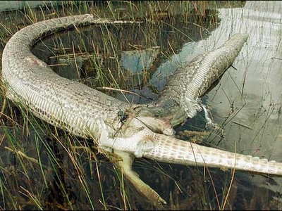 Burmese Python