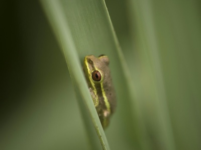 Burton's Reed Frog