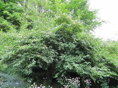 Bush Honeysuckle