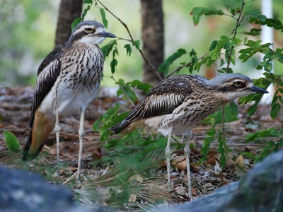 Bush Stone-curlew
