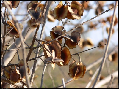 Bush willow