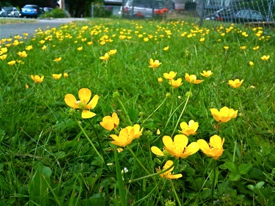Buttercup