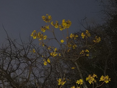 Buttercup Tree