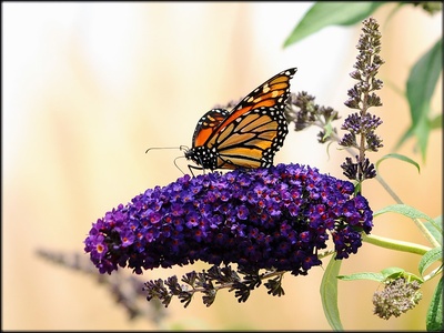 Butterfly bush