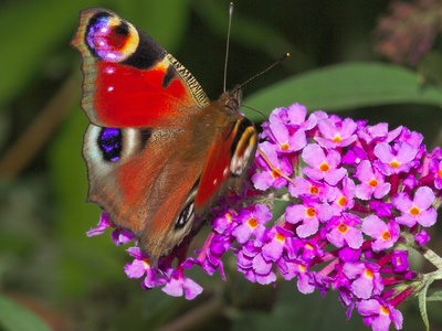 Butterfly Bush
