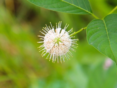 Buttonbush