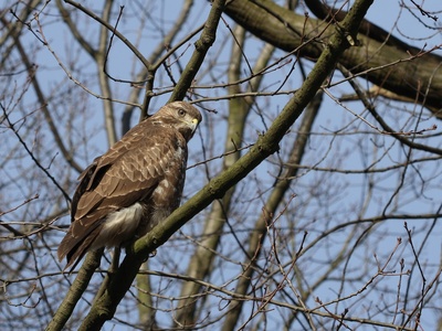 Buzzard