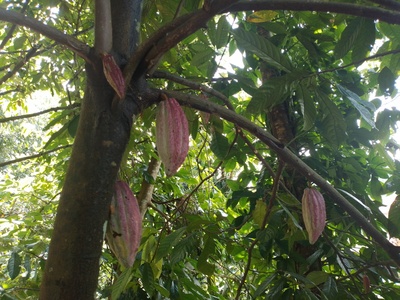 Cacao Tree