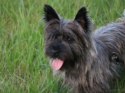 Cairn Terrier