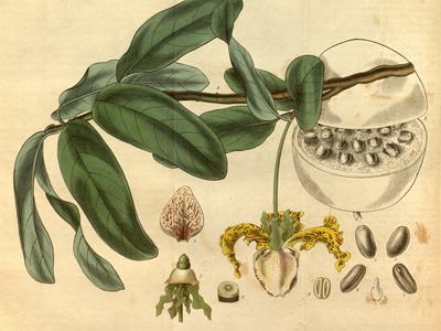 Calabash Nutmeg