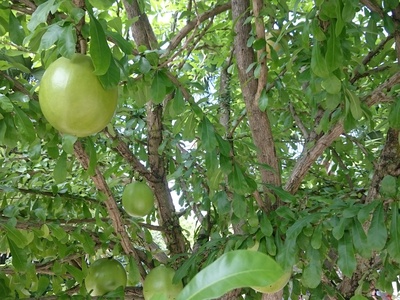 Calabash Tree