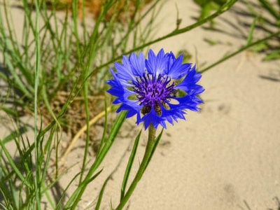 Calambrone's Cornflower