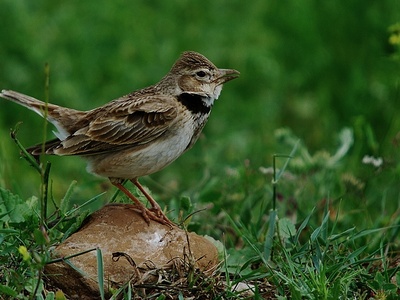 Calandra Lark