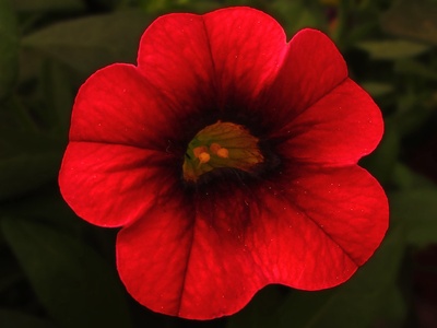 Calibrachoa (Million Bells)
