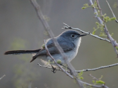 California Gnatcatcher