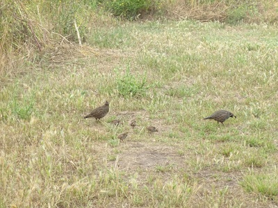 California Quail