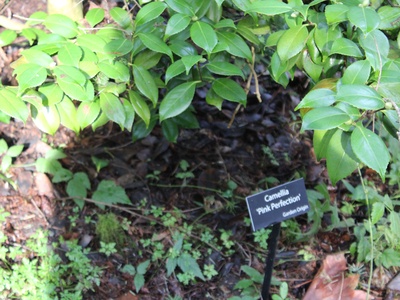 Camellia