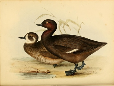 Campbell Teal