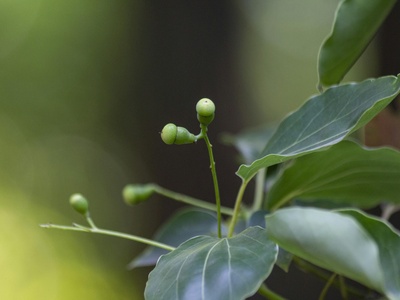 Camphor tree