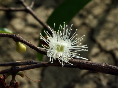 Camu camu
