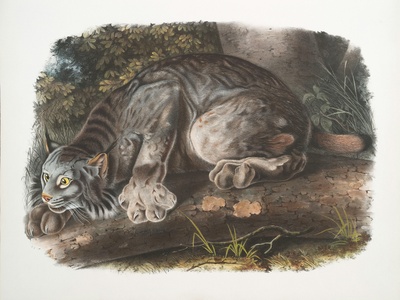 Canada Lynx