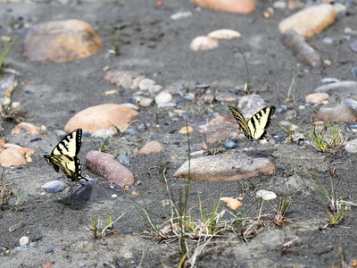 Canadian Tiger Swallowtail