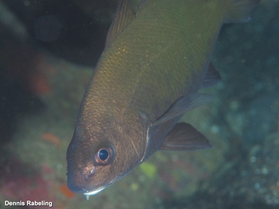 Canary drum