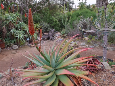 Candelabra Aloe