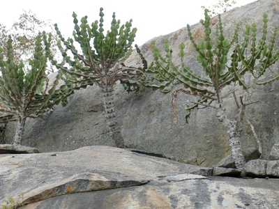 Candelabra Tree