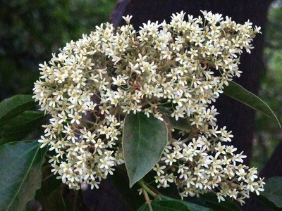 Candlenut Tree