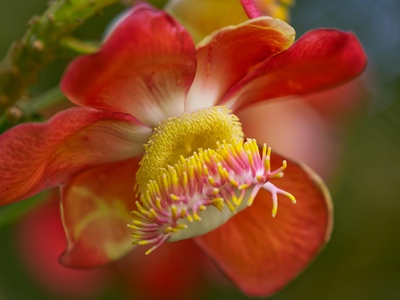 Cannonball tree