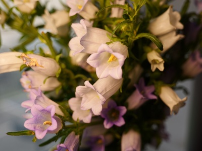 Canterbury Bells