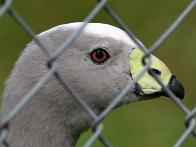 Cape Barren Goose