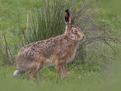 Cape Hare