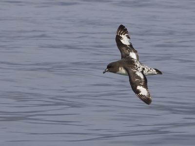 Cape Petrel