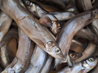 Capelin
