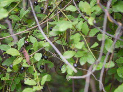 Caper bush