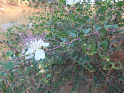 Caper Bush