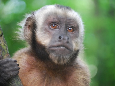 Capuchin Monkey
