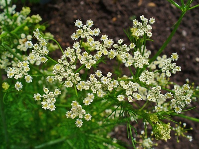 Caraway