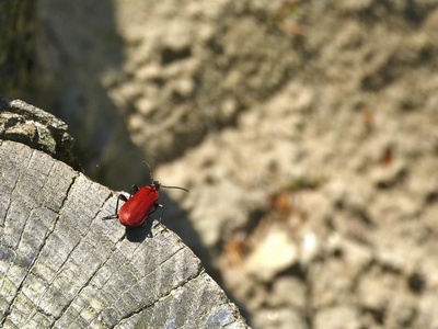 Cardinal beetle
