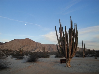 Cardón Cactus