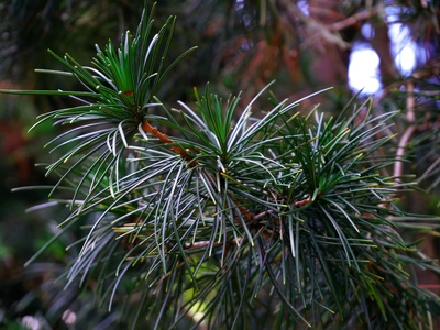 Caribbean Pine