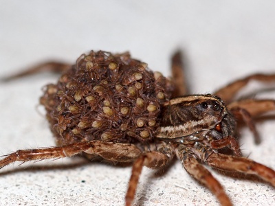 Carolina Wolf Spider