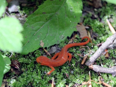 Carpathian Newt