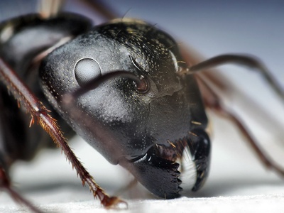 Carpenter Ant