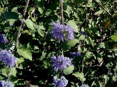 Caryopteris