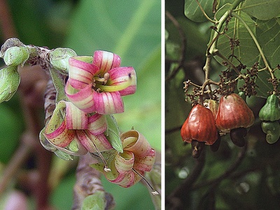 Cashew