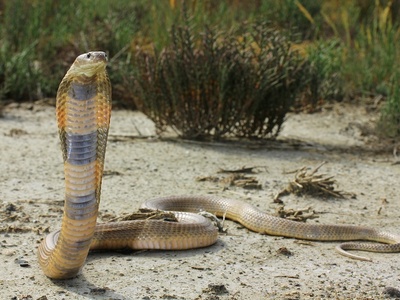 Caspian Cobra