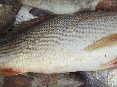 Cassava croaker